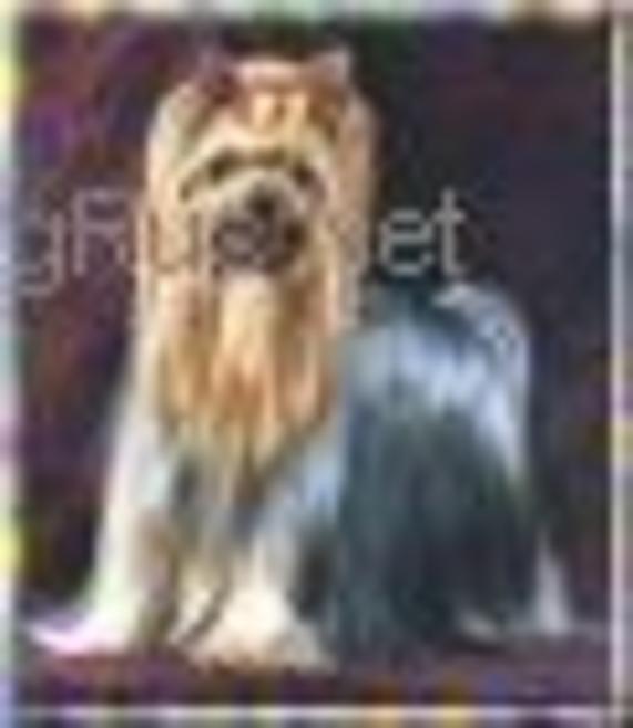  DOLCEMIELE DELLE STELLE LUCENTI — Labaza DogPedigree YorkshireTerrier